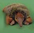 echidna beanz soft toy