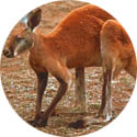 Kangaroo